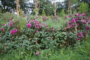 Flower garden red pink gulap jaba green tree yellow flower photo