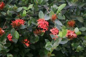 Flower garden red pink gulap jaba green tree yellow flower photo