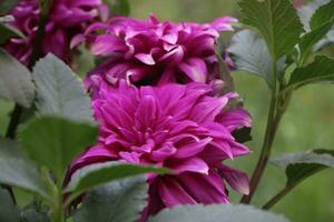 Flower garden red pink gulap jaba green tree yellow flower photo