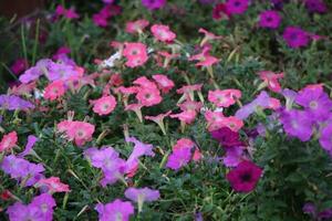 Flower garden red pink gulap jaba green tree yellow flower photo