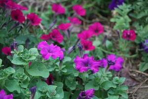 Flower garden red pink gulap jaba green tree yellow flower photo