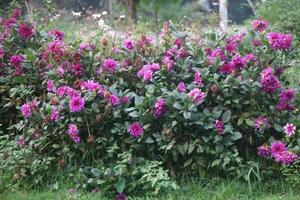 Flower garden red pink gulap jaba green tree yellow flower photo