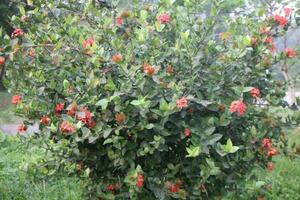 Flower garden red pink gulap jaba green tree yellow flower photo