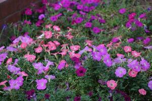 Flower garden red pink gulap jaba green tree yellow flower photo