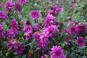 Flower garden red pink gulap jaba green tree yellow flower photo