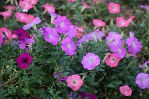 Flower garden red pink gulap jaba green tree yellow flower photo