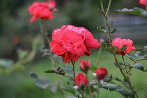 Flower garden red pink gulap jaba green tree yellow flower photo