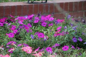 Flower garden red pink gulap jaba green tree yellow flower photo