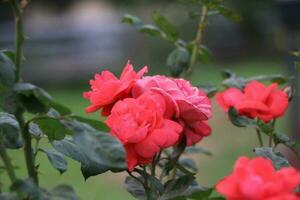 Flower garden red pink gulap jaba green tree yellow flower photo