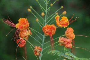 Flower garden red pink gulap jaba green tree yellow flower photo