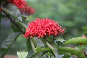 Flower garden red pink gulap jaba green tree yellow flower photo