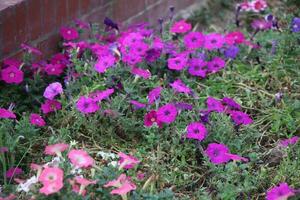 Flower garden red pink gulap jaba green tree yellow flower photo