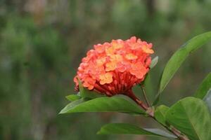 Flower garden red pink gulap jaba green tree yellow flower photo