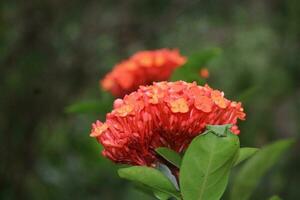 Flower garden red pink gulap jaba green tree yellow flower photo