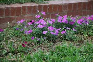 Flower garden red pink gulap jaba green tree yellow flower photo