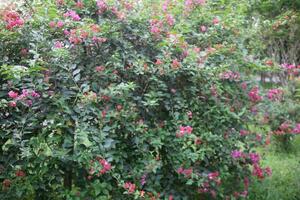 Flower garden red pink gulap jaba green tree yellow flower photo