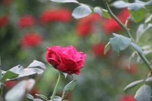 Flower garden red pink gulap jaba green tree yellow flower photo