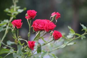 Flower garden red pink gulap jaba green tree yellow flower photo