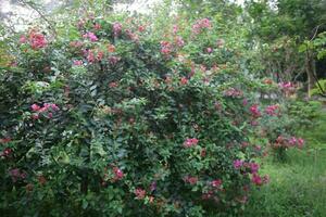 Flower garden red pink gulap jaba green tree yellow flower photo