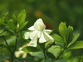 blanco frescura flor en jardín floreciente y limpiar oler foto