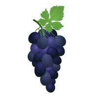 Blue table grapes. Vector illustration of grapes in a realistic style