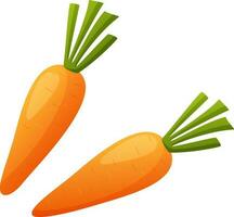 Two carrots  isolated on white background vector