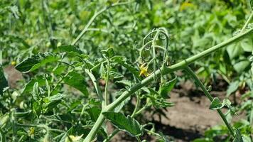 tomate plante avec fleurs et des fruits croissance dans le légume jardin. video