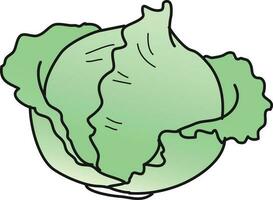 cabbage Illustration Vector