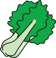 bok choy Illustration Vector