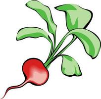 radish Illustration Vector