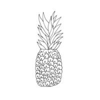 Vector hand drawn pineapple. Summer fruit. Vector black and white illustration.