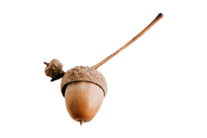 Acorn fruit isolated on a transparent background png