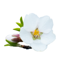 Blooming white flower on branch isolated PNG photo with transparent background. High quality cut out scene element.