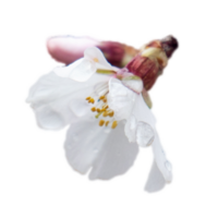 Blooming white flower on branch with raindrops isolated PNG photo with transparent background. High quality cut out scene element.