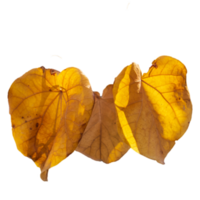 Branch with orange leaves isolated PNG photo with transparent background. High quality cut out scene element.