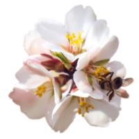 Blooming white flower on branch and bee isolated PNG photo with transparent background. High quality cut out scene element.