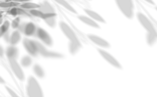 le foglie ombra sovrapposizione, isolato rami foglia png