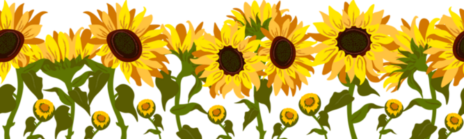 Sunflower Border Flowers png