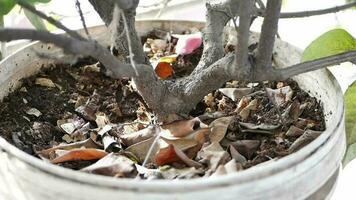 arrosage des plantes dans le jardin video