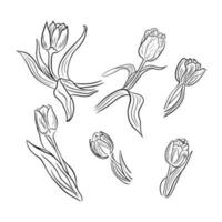 Set of hand drawn tulips. Vector line art. Flowers isolated on white background. Can be used for coloring pages, textile design, postcard, greetings, as tatoo