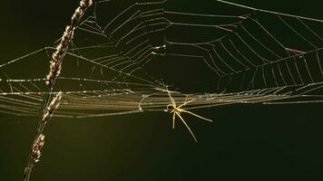 Toile d'araignée à contre-jour tôt le matin brumeux video