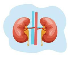 illustration of human kidney organ. kidney organ flat design vector. human organs vector