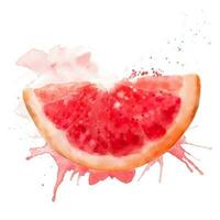 Watercolor fresh red summer illustration of grapefruit slice. Isolated illustration on a white background, for postcards, patterns, and textiles. vector