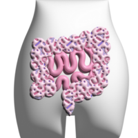 3d framställa tarmar med microbiome i de mänsklig kropp. tarmar på de bakgrund av de silhuett av de bäcken. kolon volym illustration png