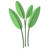 Tropical Plants Big Leaf PNG Illustrations