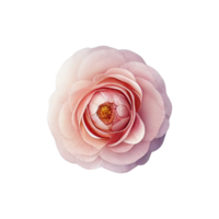 Red rose flower with transparent PNG