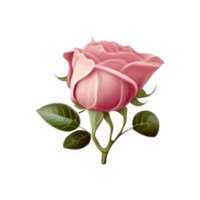 Red rose flower with transparent PNG