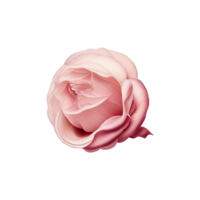 Red rose flower with transparent PNG