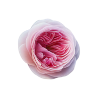 Red rose flower with transparent PNG