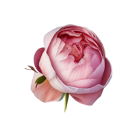 Red rose flower with transparent PNG